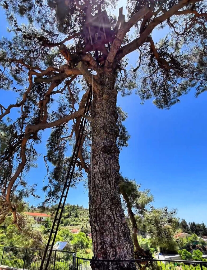 Η Παλιότερη Τραχεία Πεύκη της Κύπρου: 360 Χρόνια Ζωντανής Ιστορίας στα Χανδριά