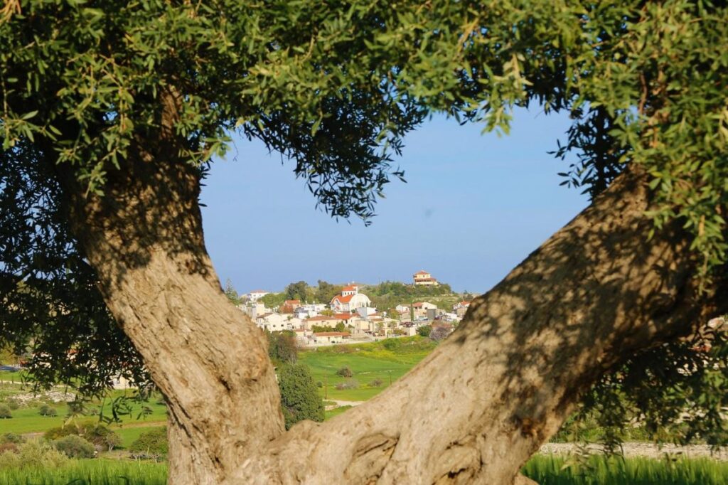 Μια «κρυμμένη» ελιά στην όμορφη Αναφωτία σχηματίζει καρδιά και ενθουσιάζει