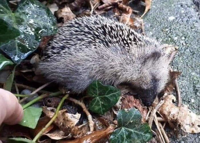 Αν βρείτε “νεκρό” σκαντζόχοιρο, μην τον θάψετε – μπορεί να κοιμάται!