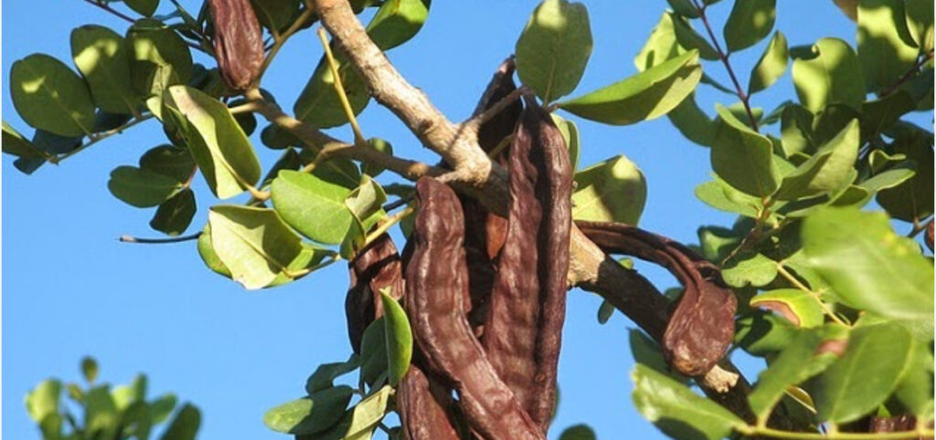 Ο Νικόλας Παττίχης από τη Βάβλα μας αποκαλύπτει τα μυστικά της Τεράτσιας και του χαρουπόμελου