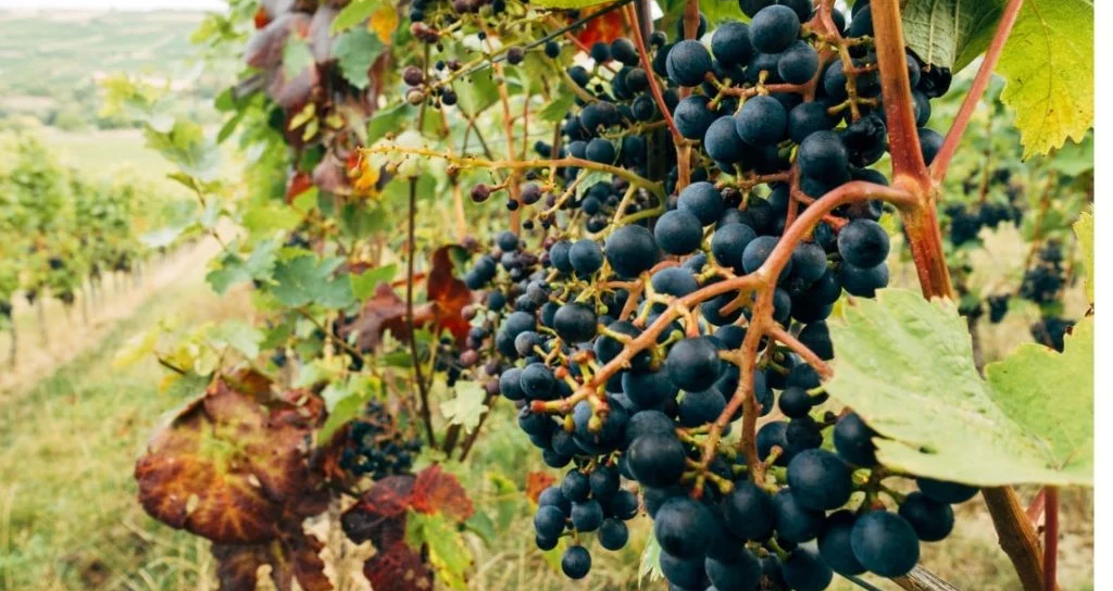 7 ημέρες, 7 διαφορετικά Μαραθεύτικα – Γιορτάζουμε τη Διεθνή Ημέρα Μαραθεύτικου στο Καφενείο 7 Κλειδιά