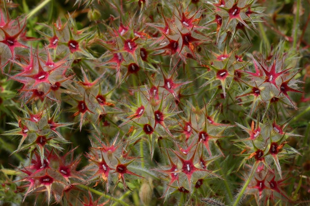 Αρκοτριφύλλιν: Το πολύτιμο κυπριακό βότανο που ίσως δεν άκουσες ποτέ γι’ αυτό