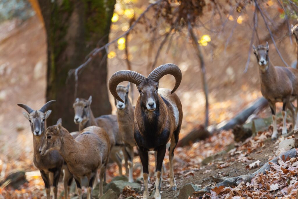 Το αγρινό της Κύπρου ως σύμβολο της άγριας ομορφιάς που επέζησε στον χρόνο