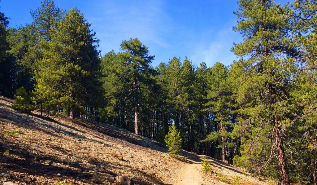 &Mu;&omicron;&nu;&omicron;&pi;ά&tau;&iota; &Phi;ύ&sigma;&eta;&sigmaf; &laquo;Ά&rho;&tau;&epsilon;&mu;&iota;&sigmaf;&raquo;: Έ&nu;&alpha; &tau;&alpha;&xi;ί&delta;&iota; &sigma;&tau;&eta;&nu; &kappa;&alpha;&rho;&delta;&iota;ά &tau;&omicron;&upsilon; &delta;ά&sigma;&omicron;&upsilon;&sigmaf; &tau;&omicron;&upsilon; &Tau;&rho;&omicron;ό&delta;&omicron;&upsilon;&sigmaf;