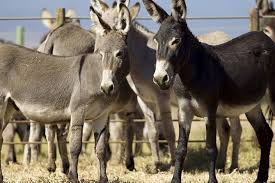 Golden Donkeys Farm: Η καρδιά της κυπριακής παράδοσης και των γαϊδουριών.