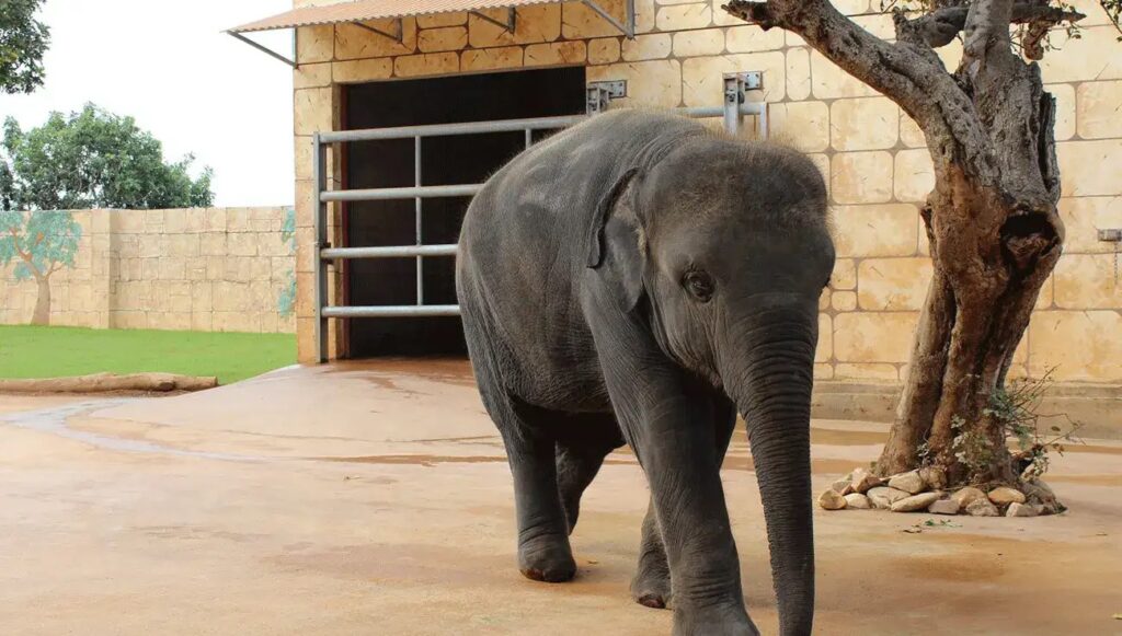 &Omicron; &Zeta;&omega;&omicron;&lambda;&omicron;&gamma;&iota;&kappa;ό&sigmaf; &Kappa;ή&pi;&omicron;&sigmaf; &tau;&eta;&sigmaf; &Pi;ά&phi;&omicron;&upsilon;: &Mu;&iota;&alpha; &Mu;&alpha;&gamma;&epsilon;&upsilon;&tau;&iota;&kappa;ή &Pi;&epsilon;&rho;&iota;&pi;έ&tau;&epsilon;&iota;&alpha; &sigma;&tau;&eta; &Phi;ύ&sigma;&eta;