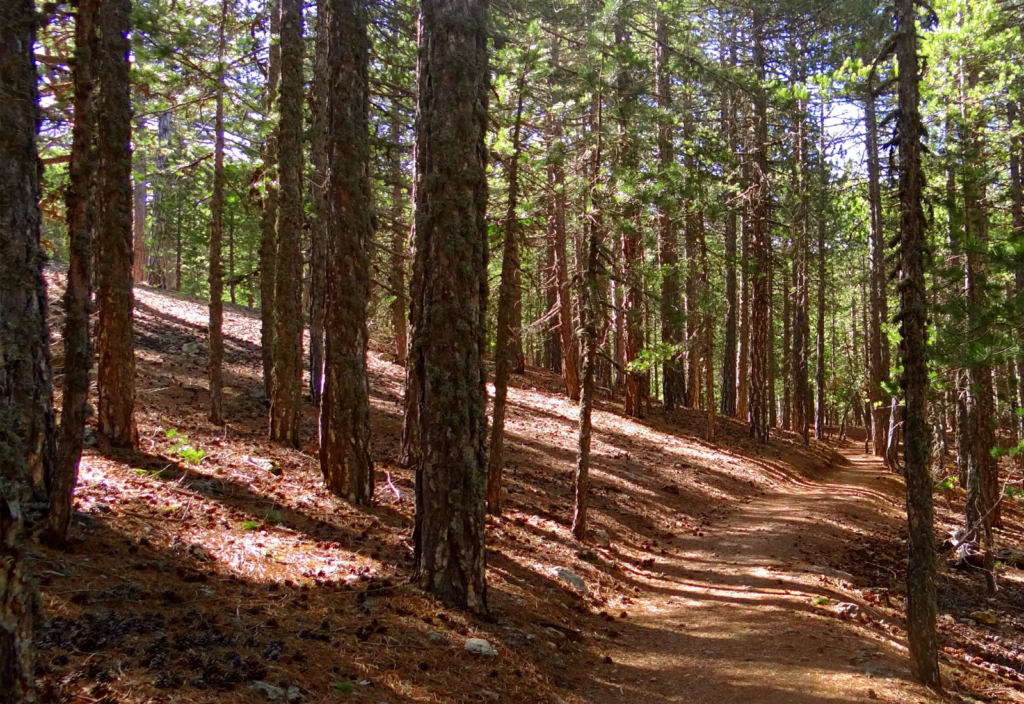 &Mu;&omicron;&nu;&omicron;&pi;ά&tau;&iota; &Lambda;&iota;&beta;ά&delta;&iota; &ndash; &Mu;&iota;&alpha; ή&sigma;&upsilon;&chi;&eta; &beta;ό&lambda;&tau;&alpha; &sigma;&tau;&eta;&nu; &kappa;&alpha;&rho;&delta;&iota;ά &tau;&omicron;&upsilon; &Tau;&rho;&omicron;ό&delta;&omicron;&upsilon;&sigmaf;