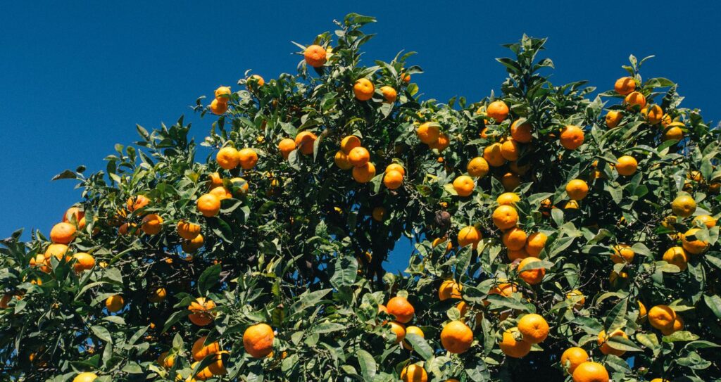 &Mu;ά&theta;&alpha;&mu;&epsilon; &tau;&eta;&nu; &eta;&mu;&epsilon;&rho;&omicron;&mu;&eta;&nu;ί&alpha; &gamma;&iota;&alpha; &tau;&eta; &Gamma;&iota;&omicron;&rho;&tau;ή &tau;&omicron;&upsilon; &Mu;&alpha;&nu;&tau;&alpha;&rho;&iota;&nu;&iota;&omicron;ύ &sigma;&tau;&omicron;&nu; &Alpha;&rho;&alpha;&kappa;&alpha;&pi;ά