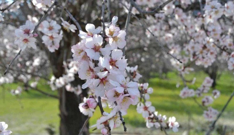 &Gamma;&iota;&omicron;&rho;&tau;ή &Alpha;&nu;&theta;&iota;&sigma;&mu;έ&nu;&eta;&sigmaf; &Alpha;&mu;&upsilon;&gamma;&delta;&alpha;&lambda;&iota;&#