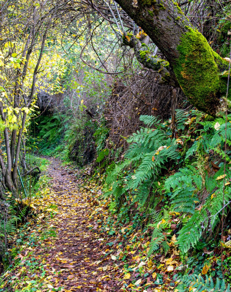 &Mu;&omicron;&nu;&omicron;&pi;ά&tau;&iota; &laquo;&Mu;&nu;ή&mu;&alpha;&tau;&alpha; &Pi;&iota;&sigma;&kappa;ό&pi;&omega;&nu;&raquo; &ndash; &Epsilon;&kappa;&epsilon;ί &pi;&omicron;&upsilon; &eta; &phi;ύ&sigma;&eta; &theta;&upsilon;&mu;ά&tau;&alpha;&iota;