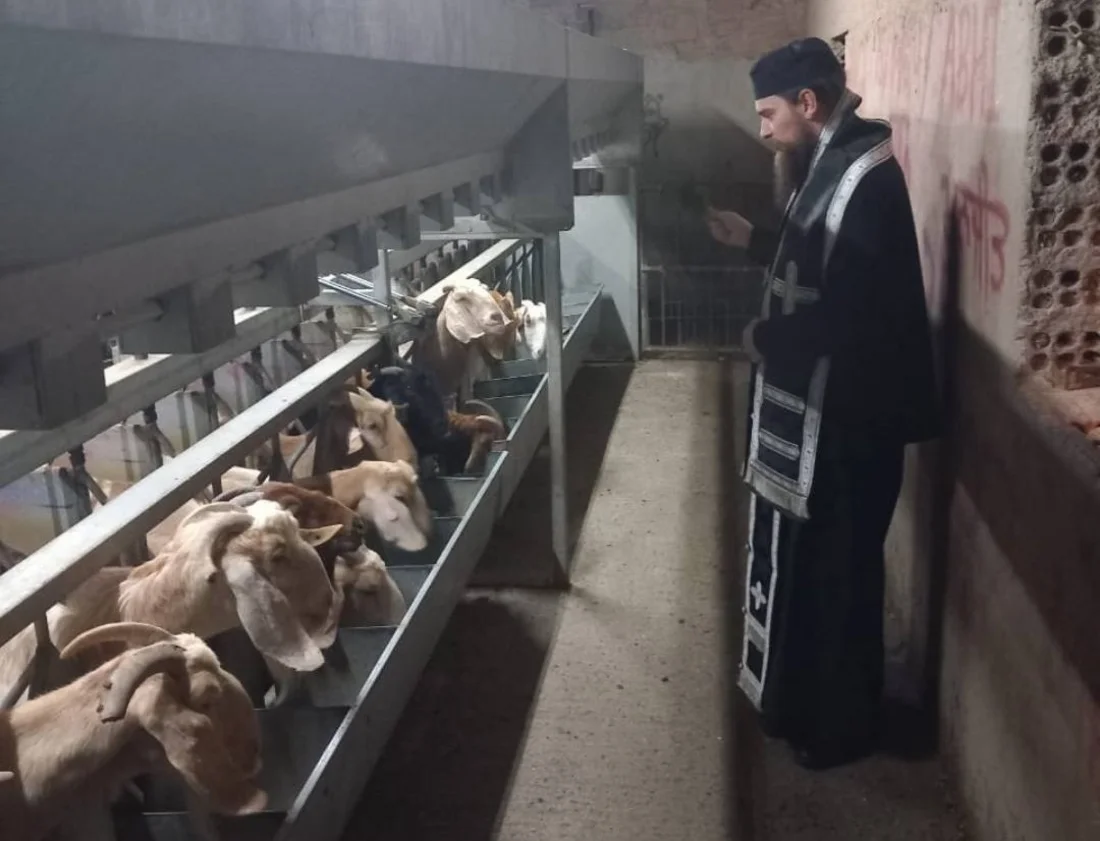 Ιερείς μπήκαν σε φάρμα για να ευλογήσουν κατσίκες εν μέσω έξαρσης αφθώδους πυρετού Ιερείς μπήκαν σε φάρμα για να ευλογήσουν κατσίκες εν μέσω έξαρσης αφθώδους πυρετού
