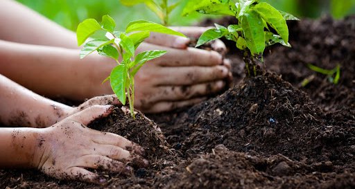 Δωρεάν δενδρύλλια για τους πολίτες μέσω του προγράμματος «Φυτεύω για το Κλίμα»