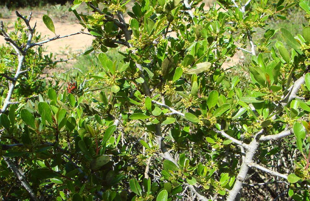 &Alpha;&kappa;&omicron;&upsilon;&mu;έ&nu;&eta;, &alpha;&lambda;&lambda;&iota;ώ&sigmaf; &epsilon;&kappa;&omicron;&upsilon;&mu;έ&nu;&eta;, &mu;&alpha;&zeta;&omicron;&upsilon;&lambda;&iota;ά &kappa;&alpha;&iota; ά&lambda;&lambda;&alpha; &tau;ό&sigma;&alpha; &ndash; Έ&nu;&alpha; &alpha;&gamma;&kappa;&alpha;&theta;&omega;&tau;ό &phi;&upsilon;&tau;ό&hellip; ή &kappa;ά&tau;&iota; &pi;&omicron;&lambda;ύ &pi;&epsilon;&rho;&iota;&sigma;&sigma;ό&tau;&epsilon;&rho;&omicron;;