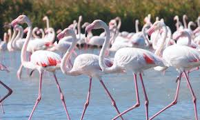 &Alpha;&lambda;&upsilon;&kappa;ή &Lambda;ά&rho;&nu;&alpha;&kappa;&alpha;&sigmaf; &mdash; &Epsilon;&kappa;&epsilon;ί ό&pi;&omicron;&upsilon; &omicron;&iota; &epsilon;&pi;&omicron;&chi;έ&sigmaf; &alpha;&lambda;&lambda;ά&zeta;&omicron;&upsilon;&nu; &tau;&omicron; &tau;&omicron;&pi;ί&omicron;