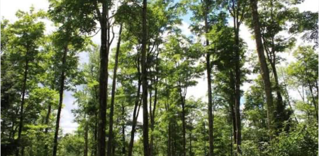 &Tau;&omicron; &Mu;&omicron;&nu;&omicron;&pi;ά&tau;&iota; &tau;&eta;&sigmaf; &Phi;ύ&sigma;&eta;&sigmaf; &Alpha;&delta;&epsilon;&lambda;&phi;&omicron;ί: &Mu;&iota;&alpha; &omicron;&rho;&epsilon;&iota;&nu;ή &delta;&iota;&alpha;&delta;&rho;&omicron;&mu;ή &gamma;&epsilon;&mu;ά&tau;&eta; &theta;έ&alpha; &kappa;&alpha;&iota; &iota;&sigma;&tau;&omicron;&rho;ί&alpha;