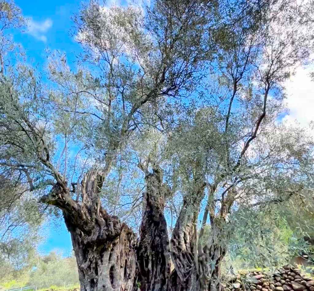 &Eta; &epsilon;&lambda;&iota;ά &pi;&omicron;&upsilon; &nu;ί&kappa;&eta;&sigma;&epsilon; &tau;&omicron;&nu; &chi;&rho;ό&nu;&omicron;: 1.700 &chi;&rho;ό&nu;&iota;&alpha; &zeta;&omega;ή&sigmaf;