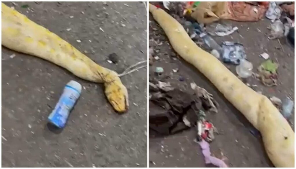 &Sigma;&omicron;&kappa;: &Tau;&epsilon;&rho;ά&sigma;&tau;&iota;&omicron;&sigmaf; &pi;ύ&theta;&omega;&nu;&alpha;&sigmaf; &epsilon;&nu;&tau;&omicron;&pi;ί&sigma;&tau;&eta;&kappa;&epsilon; &sigma;&epsilon; &sigma;&kappa;&omicron;&upsilon;&pi;ί&delta;&iota;&alpha; &sigma;&tau;&eta; &Lambda;&epsilon;&mu;&epsilon;&sigma;ό