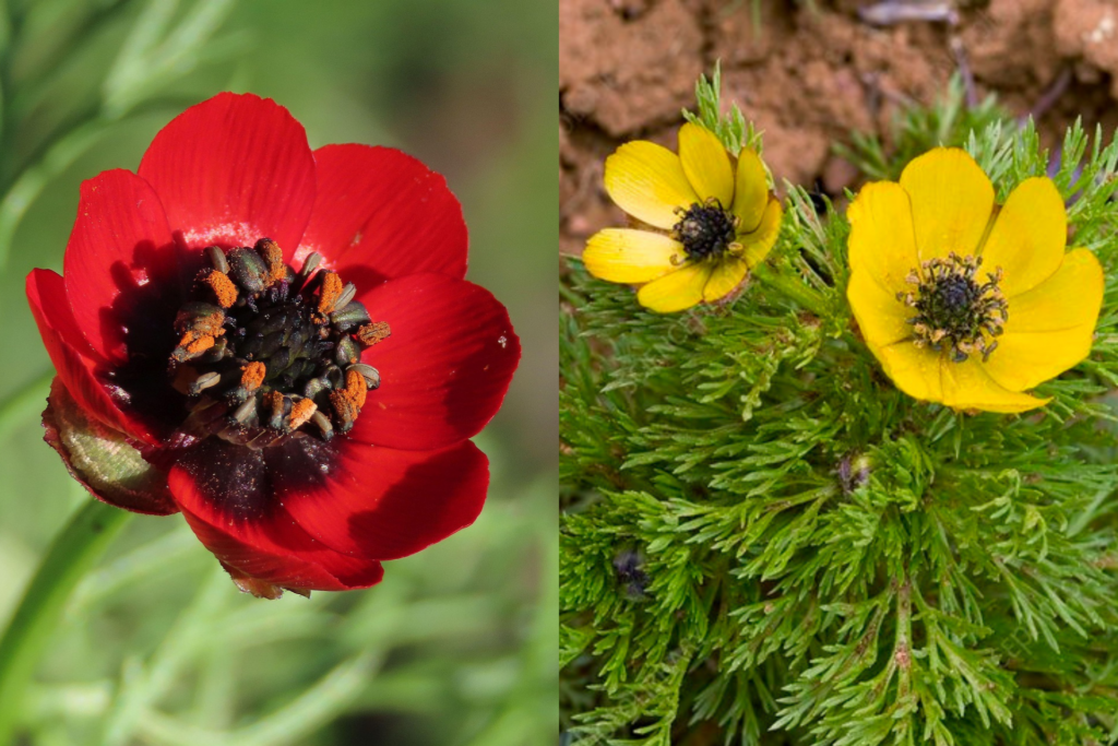 &Eta;&Rho;&Theta;&Epsilon; &Eta; &Alpha;&Nu;&Omicron;&Iota;&Xi;&Eta;! &Omicron; Ά&delta;&omega;&nu;&iota;&sigmaf; &pi;&omicron;&upsilon; &phi;&omega;&tau;ί&zeta;&epsilon;&iota; &tau;&omicron;&upsilon;&sigmaf; &kappa;&upsilon;&pi;&rho;&iota;&alpha;&kappa;&omicron;ύ&sigmaf; &alpha;&gamma;&rho;&omicron;ύ&sigmaf; &mu;&epsilon; &kappa;ό&kappa;&kappa;&iota;&nu;&alpha; &kappa;&alpha;&iota; &kappa;ί&tau;&rho;&iota;&nu;&alpha; ά&nu;&theta;&eta;