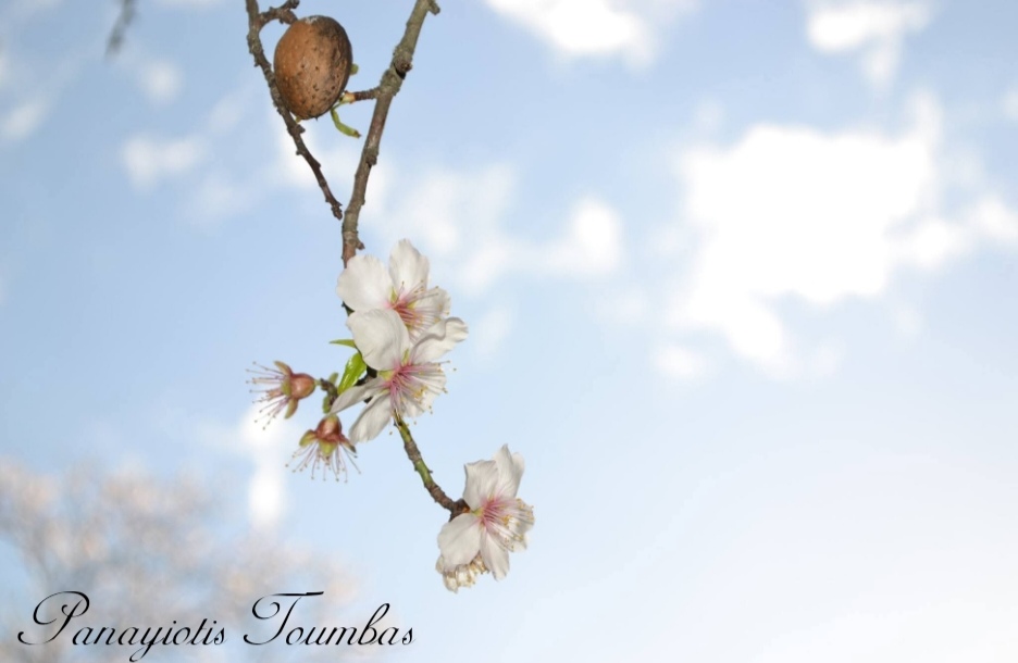 &Eta; &alpha;&mu;&upsilon;&gamma;&delta;&alpha;&lambda;&iota;ά &pi;&omicron;&upsilon; &phi;έ&rho;&nu;&epsilon;&iota; &tau;&eta;&nu; ά&nu;&omicron;&iota;&xi;&eta; &sigma;&tau;&eta;&nu; &Kappa;ύ&pi;&rho;&omicron;: &Omicron;&mu;&omicron;&rho;&phi;&iota;ά &pi;&omicron;&upsilon; &alpha;&nu;&theta;ί&zeta;&epsilon;&iota; &kappa;&alpha;&iota; &kappa;ί&nu;&delta;&upsilon;&nu;&omicron;&iota; &pi;&omicron;&upsilon; &kappa;&alpha;&rho;&alpha;&delta;&omicron;&kappa;&omicron;ύ&nu;