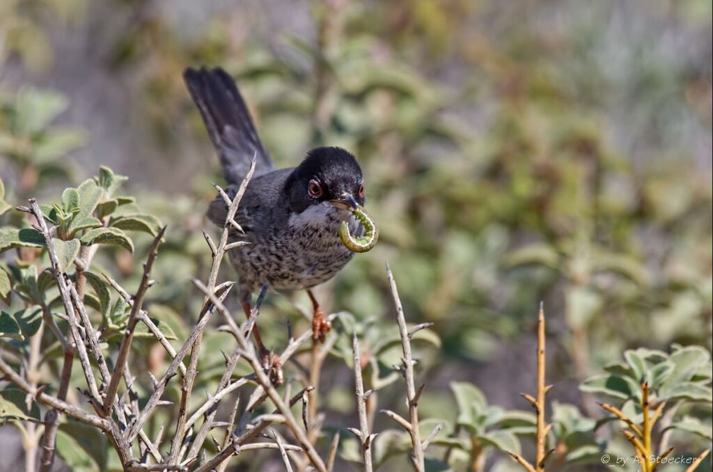 &Tau;&omicron; ή&xi;&epsilon;&rho;&epsilon;&sigmaf;; &Omicron; &tau;&rho;&upsilon;&pi;&omicron;&beta;ά&tau;&eta;&sigmaf; &alpha;&lambda;&lambda;&iota;ώ&sigmaf; &mu;&alpha;&upsilon;&rho;&omicron;&tau;&sigma;&iota;&rho;&omicron;&beta;ά&kappa;&omicron;&sigmaf; &tau;&eta;&sigmaf; &Kappa;ύ&pi;&rho;&omicron;&upsilon; &phi;έ&rho;&nu;&epsilon;&iota; &nu;έ&alpha; &zeta;&omega;ή &kappa;ά&theta;&epsilon; ά&nu;&omicron;&iota;&xi;&eta;