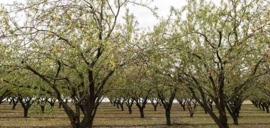 &Sigma;&omicron;&beta;&alpha;&rho;ή &kappa;&alpha;&tau;&alpha;&gamma;&gamma;&epsilon;&lambda;ί&alpha; &gamma;&iota;&alpha; &kappa;&omicron;&pi;ή &delta;έ&nu;&tau;&rho;&omega;&nu; &sigma;&tau;&eta;&nu; &Kappa;&omicron;&kappa;&kappa;&iota;&nu;&omicron;&tau;&rho;&iota;&mu;&iota;&theta;&iota;ά &ndash; &Pi;ά&nu;&omega; &alpha;&pi;ό 30 &delta;έ&nu;&tau;&rho;&alpha; έ&chi;&omicron;&upsilon;&nu; ή&delta;&eta; &chi;&alpha;&theta;&epsilon;ί