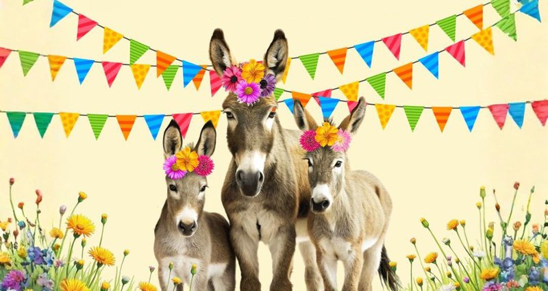 &Phi;&epsilon;&sigma;&tau;&iota;&beta;ά&lambda; &laquo;&Mu;&alpha;&gamma;&iota;ά&tau;&iota;&kappa;&alpha; &Gamma;&alpha;ϊ&delta;&omicron;&upsilon;&rho;ά&kappa;&iota;&alpha;&raquo; &sigma;&tau;&eta; Golden Donkeys Farm