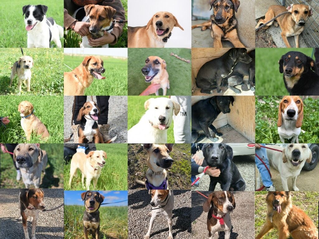 24 &Pi;&rho;ώ&eta;&nu; &Alpha;&delta;&epsilon;&sigma;&pi;&omicron;&tau;ά&kappa;&iota;&alpha; &Kappa;&iota;&nu;&delta;&upsilon;&nu;&epsilon;ύ&omicron;&upsilon;&nu; &nu;&alpha; &Chi;ά&sigma;&omicron;&upsilon;&nu; &tau;&eta; &Mu;&omicron;&nu;&alpha;&delta;&iota;&kappa;ή &tau;&omicron;&upsilon;&sigmaf; &Epsilon;&upsilon;&kappa;&alpha;&iota;&rho;ί&alpha; &gamma;&iota;&alpha; &Zeta;&omega;ή