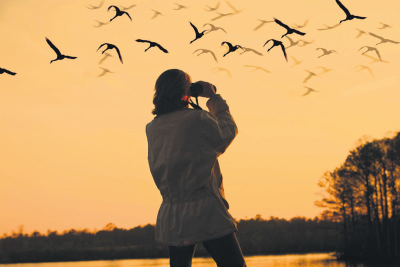 Φθινοπωρινό birdwatching στο Ακρωτήρι: η φύση βρίσκεται σε κίνηση Φθινοπωρινό birdwatching στο Ακρωτήρι: η φύση βρίσκεται σε κίνηση